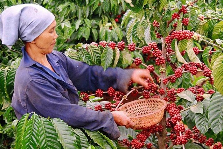 Cà phê xuất khẩu của Việt Nam đạt mức giá cao nhất kể từ tháng 11/2018