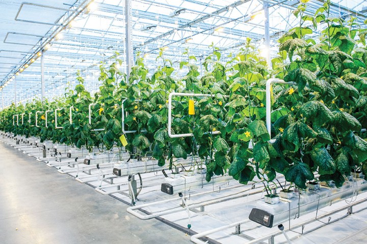 Đầu tư vào nông nghiệp là xu hướng của tương lai