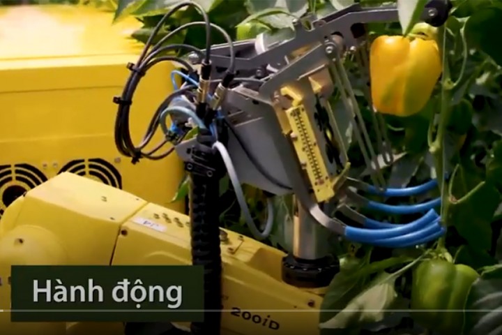 Robot dùng công nghệ thị lực để hái ớt