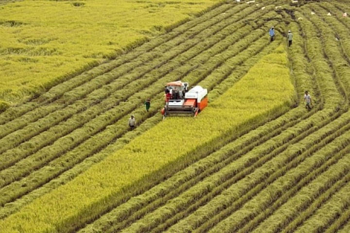 Mekong Delta steering committee for agriculture, rural development established 