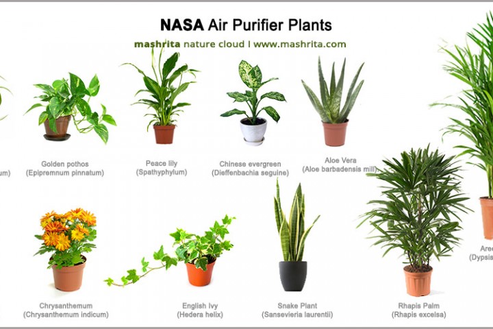 NASA mách bạn 15 loại cây cảnh tốt nhất để thanh lọc không khí trong nhà