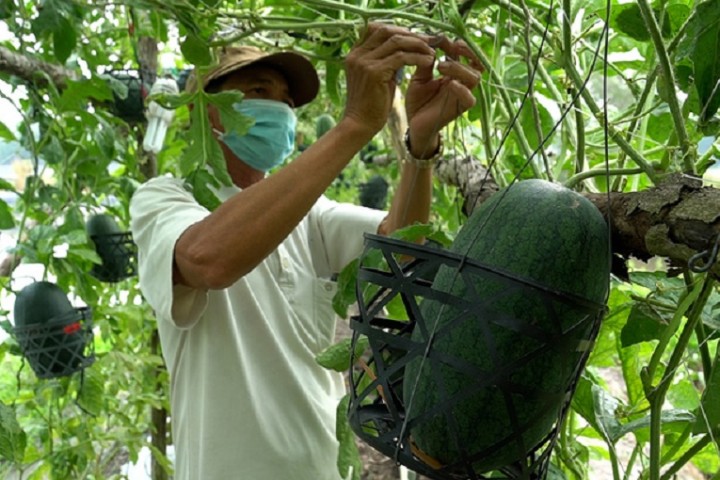 Trồng dưa hấu leo giàn