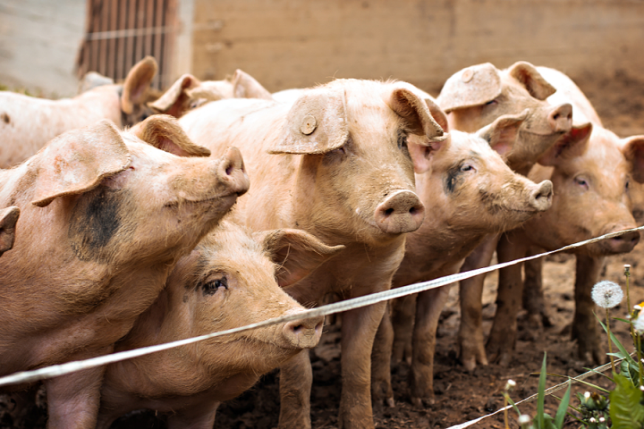 Chỉ có 3 tỉnh Việt Nam không nhiễm dịch tả lợn châu Phi