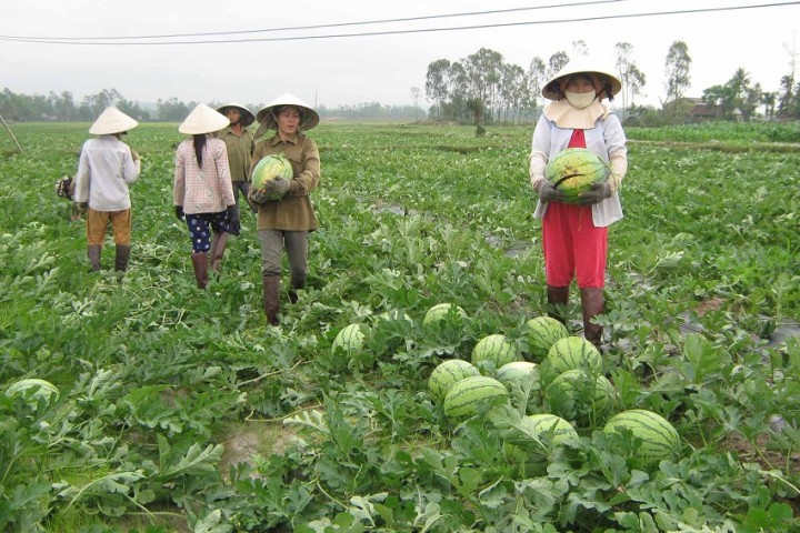 Dịch COVID-19: Tìm hướng đi cho nông sản trong bối cảnh khó xuất khẩu