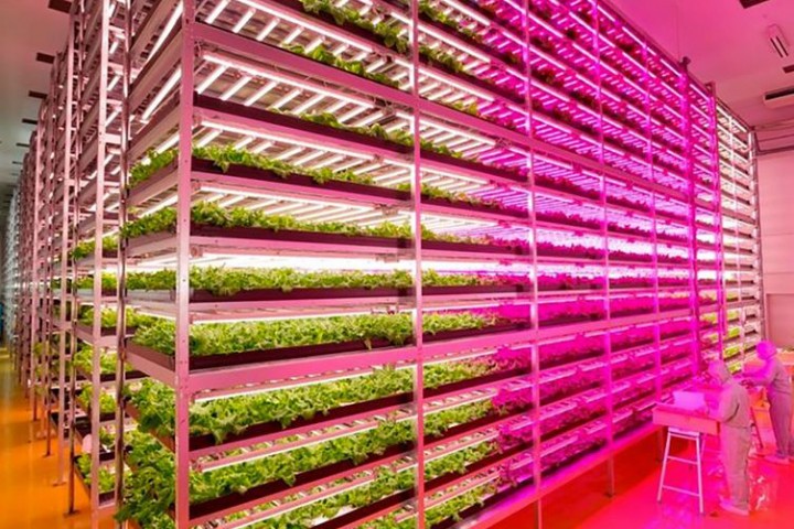Vertical Farming reinvents agriculture