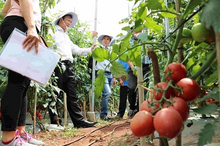 Hiến kế ngăn ngừa sâu vẽ bùa