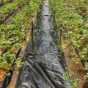 Weed control tarpaulin / Greenhouse ground cover tarpaulin