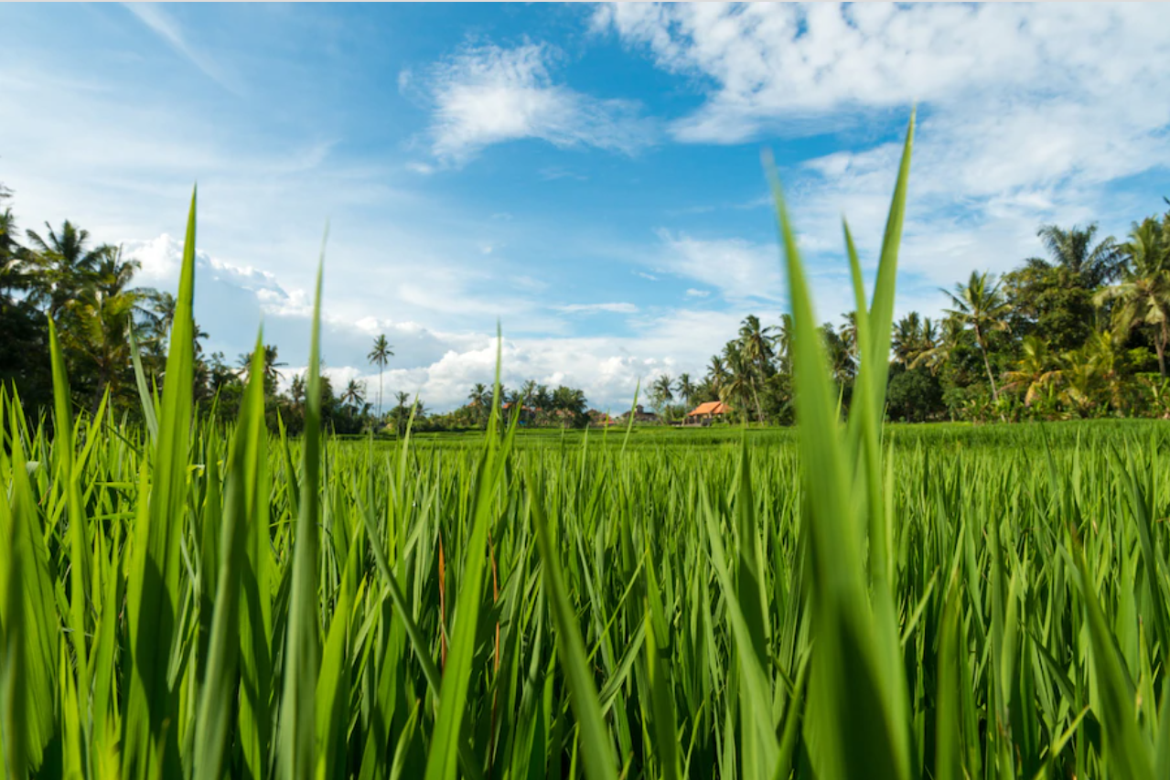 Hiểu rõ hơn về phân bón hữu cơ để đưa vào canh tác hiệu quả - Triển lãm Growtech Viet Nam