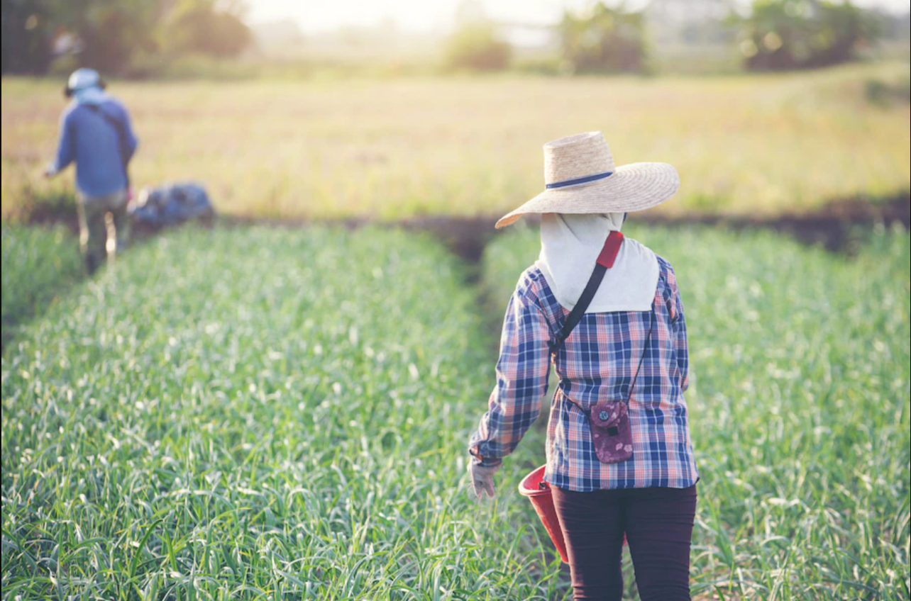 Hiểu rõ hơn về phân bón hữu cơ để đưa vào canh tác hiệu quả - Triển lãm Growtech Viet Nam